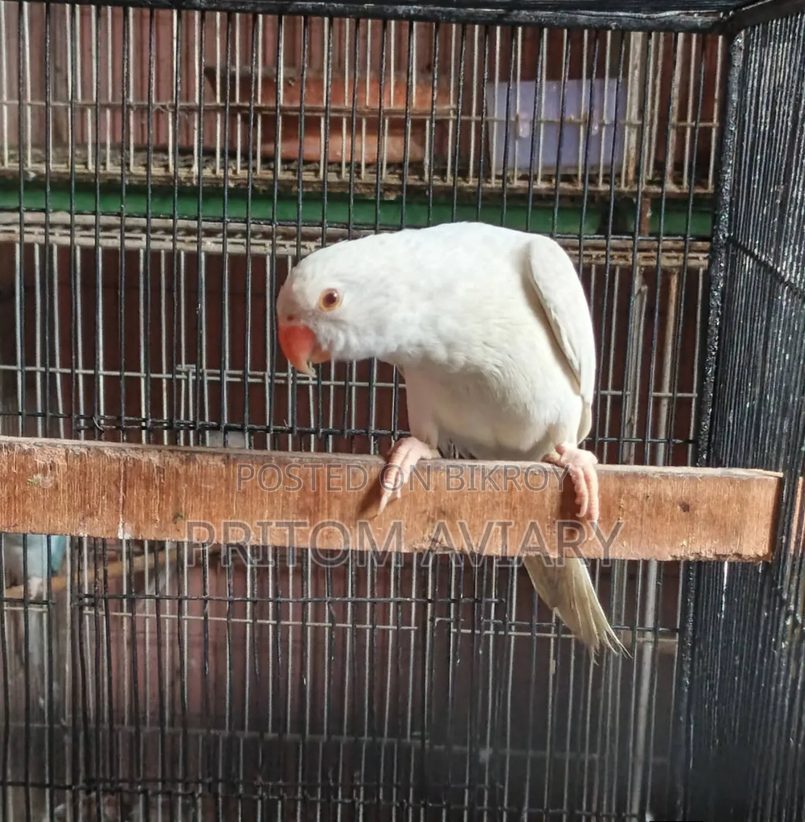 Albino Ringneck Male