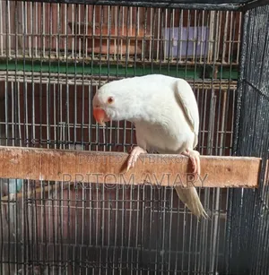 Albino Ringneck Male