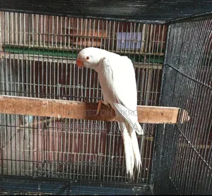 Albino Ringneck Male