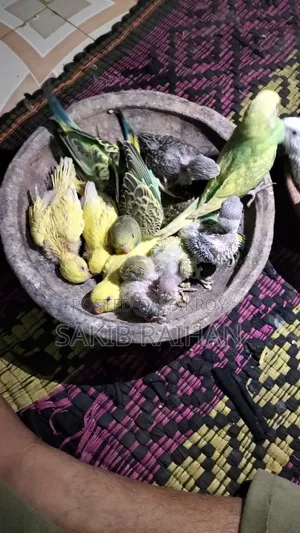 বাজিগর বেবি