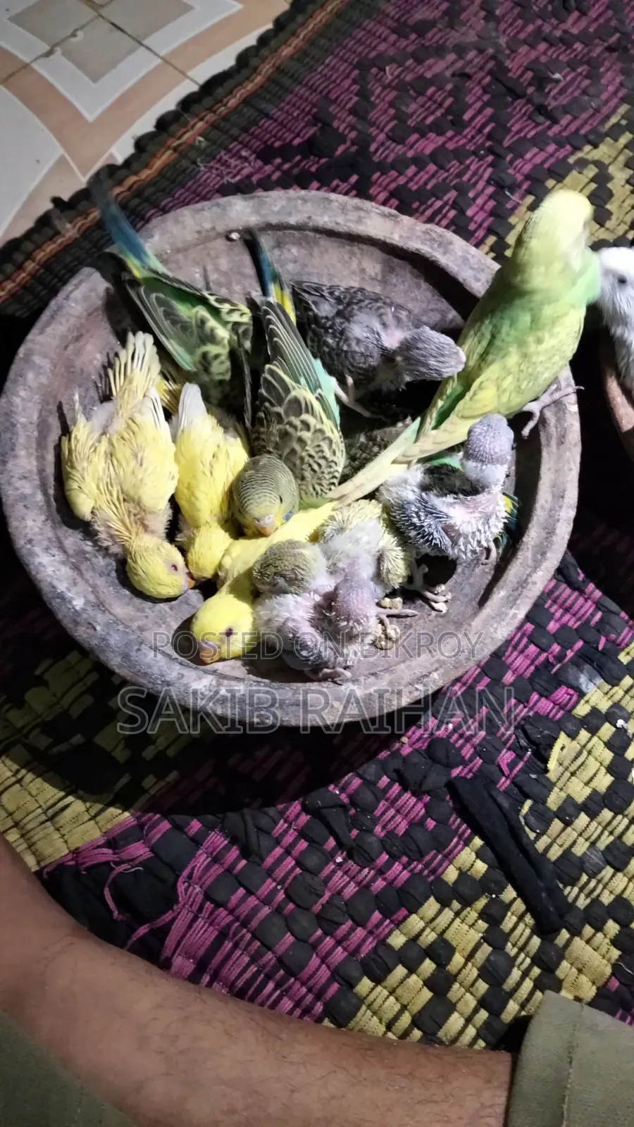 বাজিগর বেবি