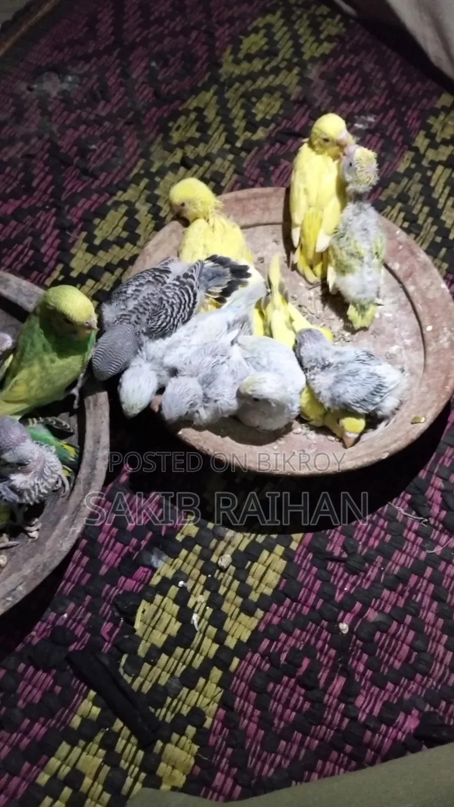 বাজিগর বেবি