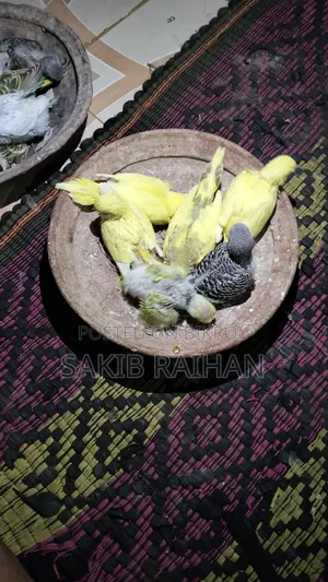 বাজিগর বেবি