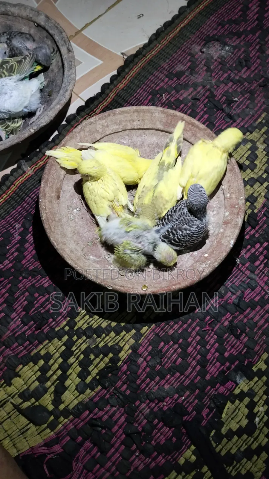 বাজিগর বেবি