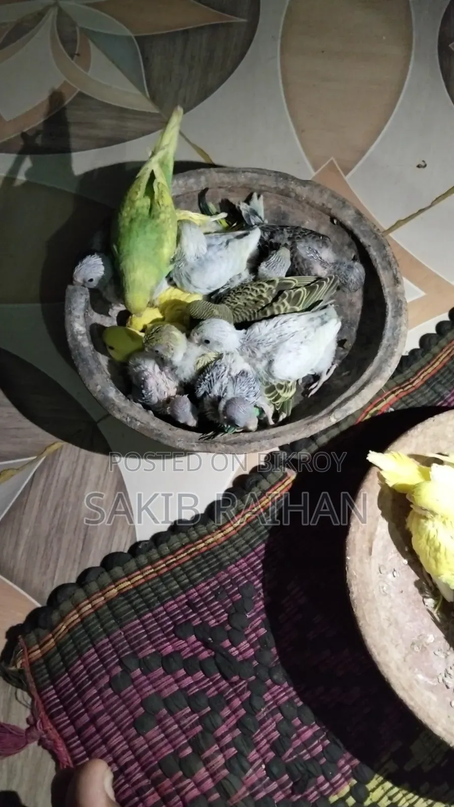 বাজিগর বেবি