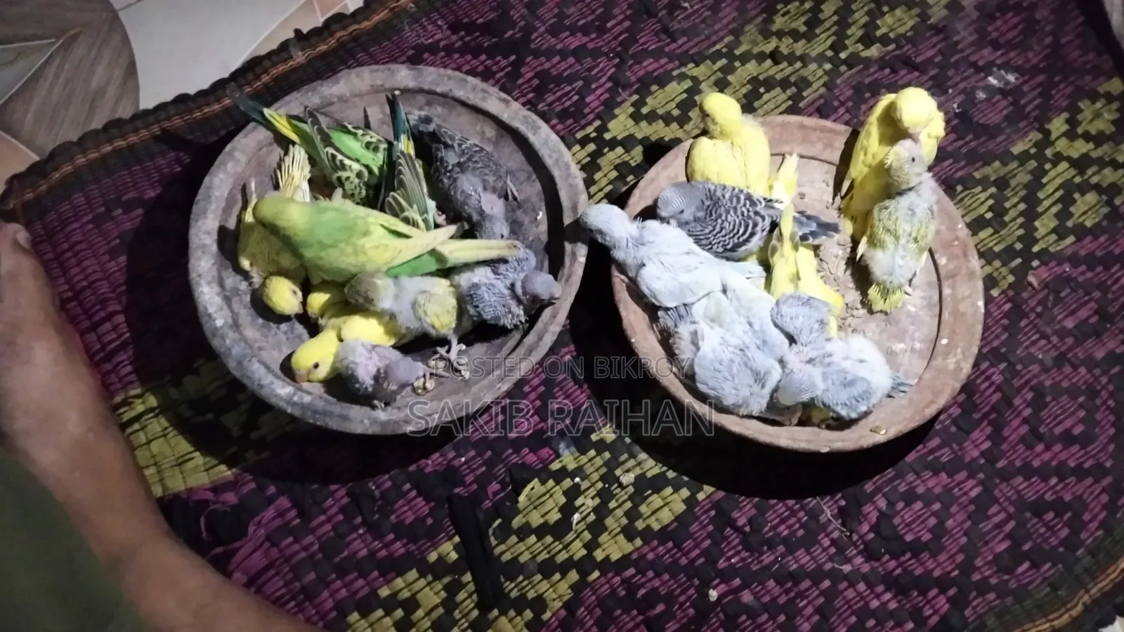 বাজিগর বেবি