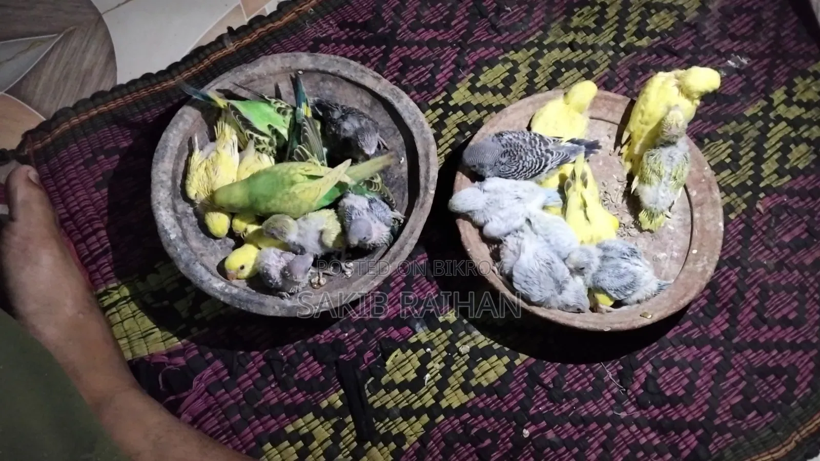 বাজিগর বেবি