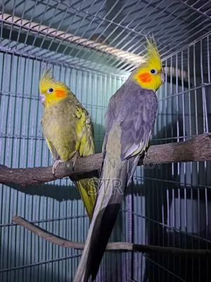 কোকাটেল পাখি