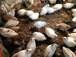 কোয়েল রানিং