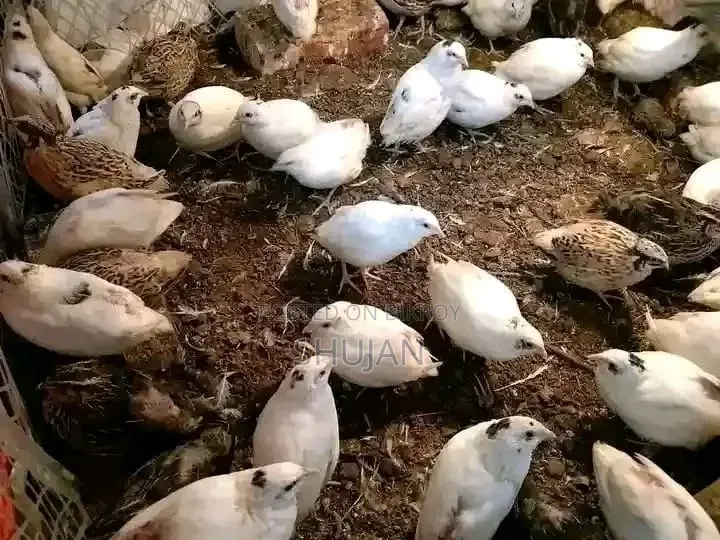 কোয়েল রানিং