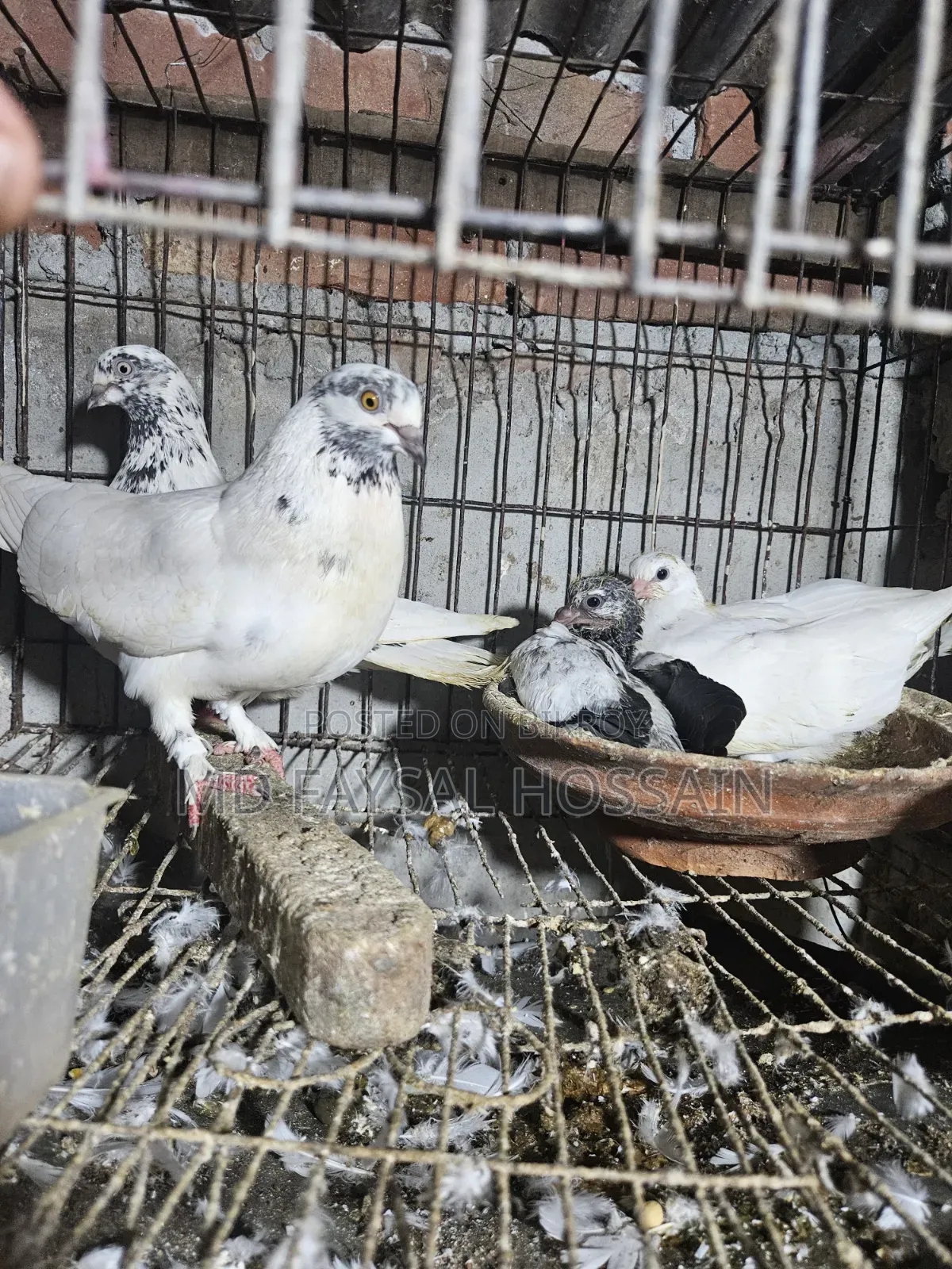 Giribaz Pigeon