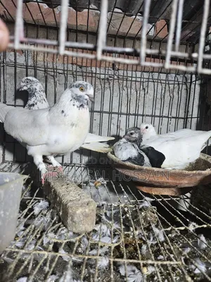 Giribaz Pigeon