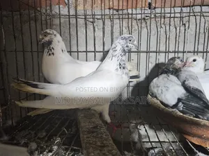 Giribaz Pigeon