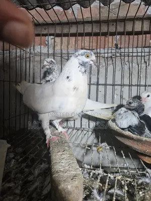 Giribaz Pigeon