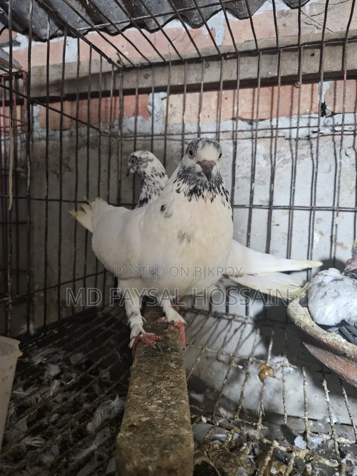 Giribaz Pigeon