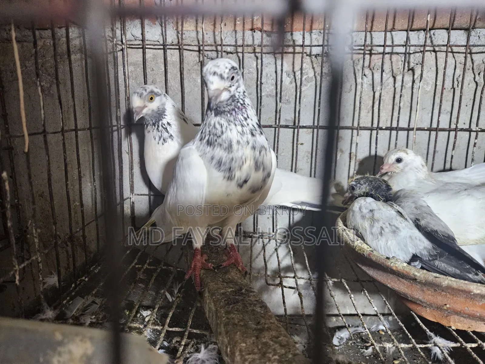 Giribaz Pigeon