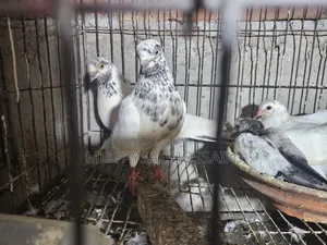 Giribaz Pigeon