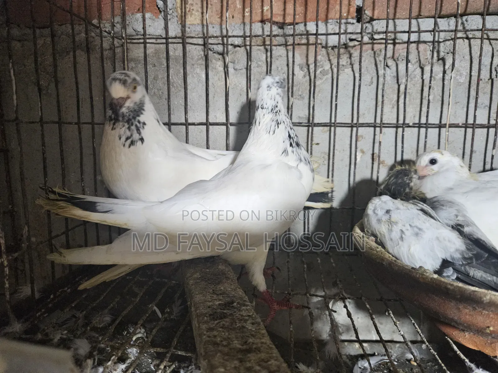 Giribaz Pigeon