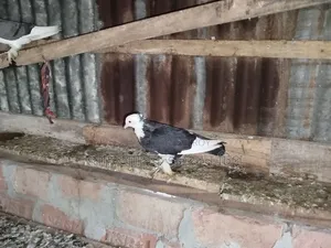 মাদ্রাজি গোল্লা কবুতর আকাশী সাদাকালো এবং লাল সাদা।