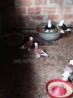 মাদ্রাজি গোল্লা কবুতর আকাশী সাদাকালো এবং লাল সাদা।