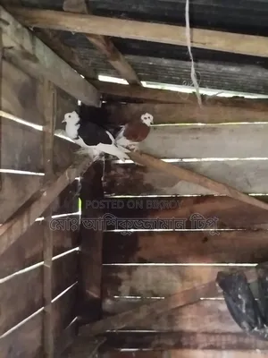 মাদ্রাজি গোল্লা কবুতর আকাশী সাদাকালো এবং লাল সাদা।