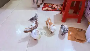 Laksha Pigeon Pair