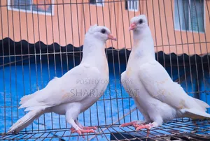 চুইনা চুইটাল বেবি পেয়ার