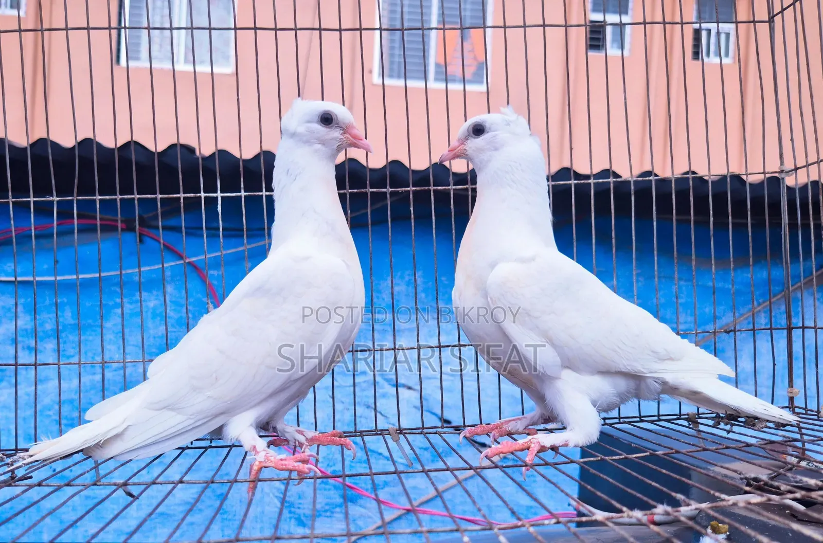 চুইনা চুইটাল বেবি পেয়ার