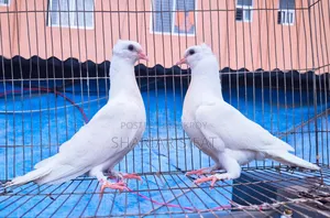 চুইনা চুইটাল বেবি পেয়ার