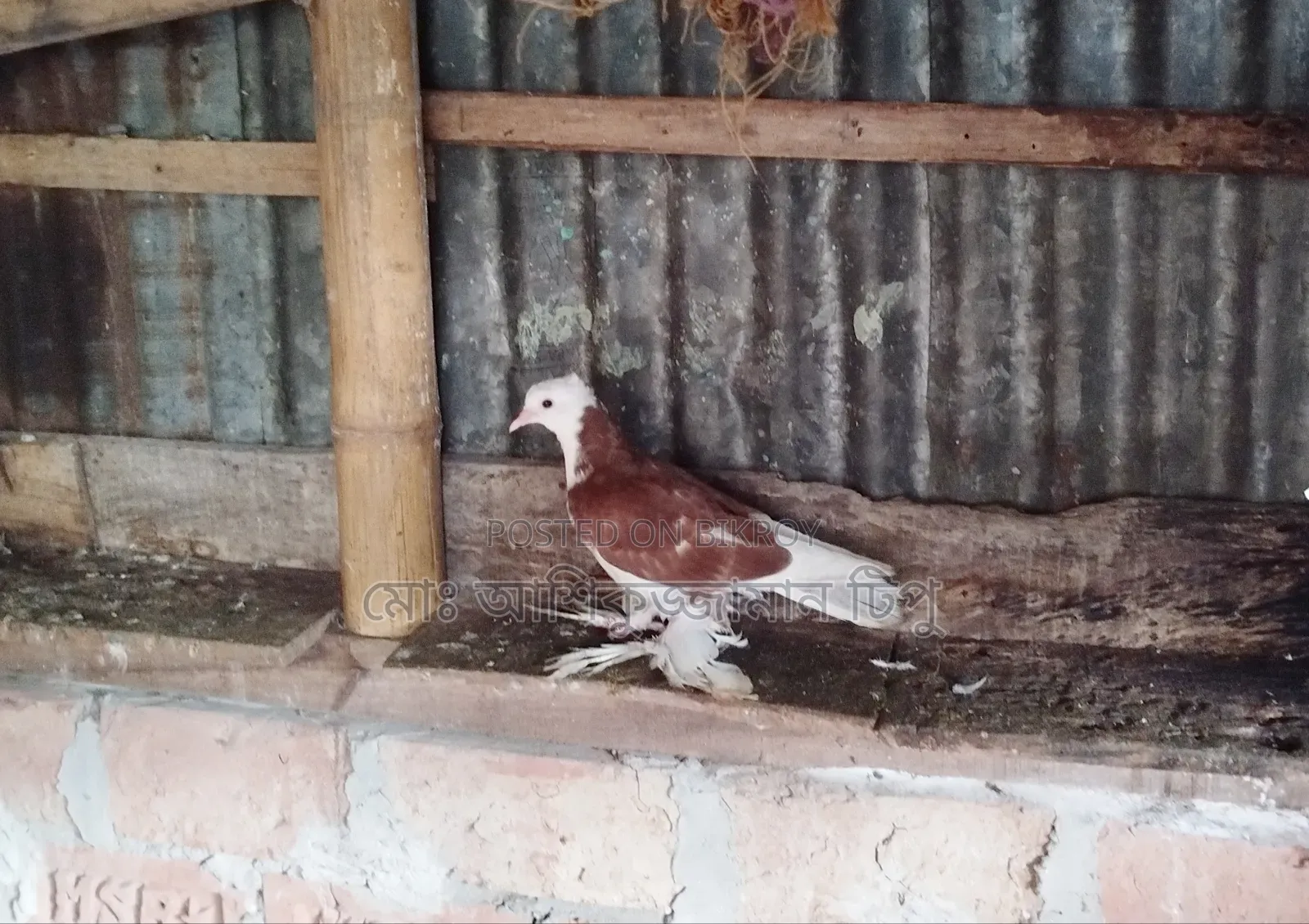 মাদ্রাজি গোল্লা কবুতর আকাশী সাদাকালো এবং লাল সাদা।