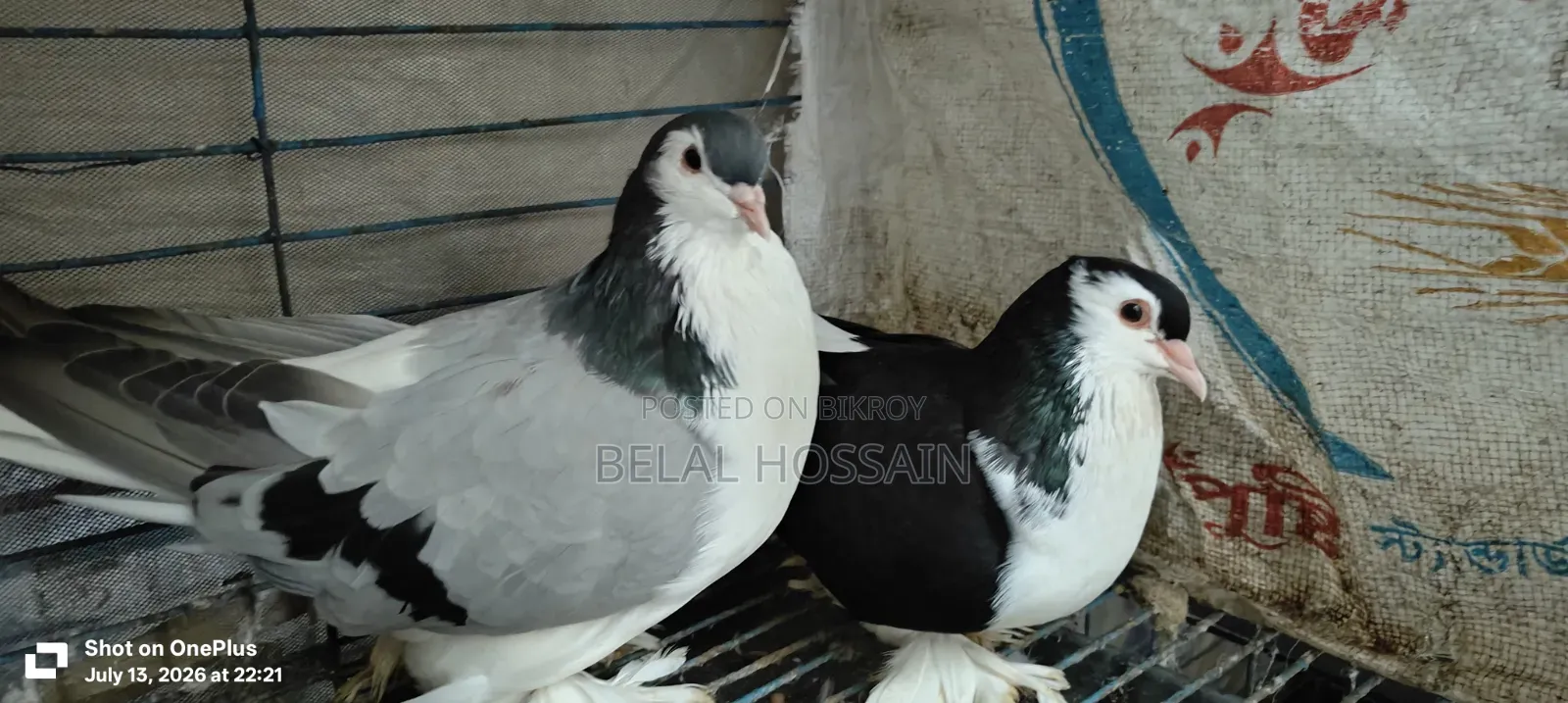 লাহোরি সিরাজী