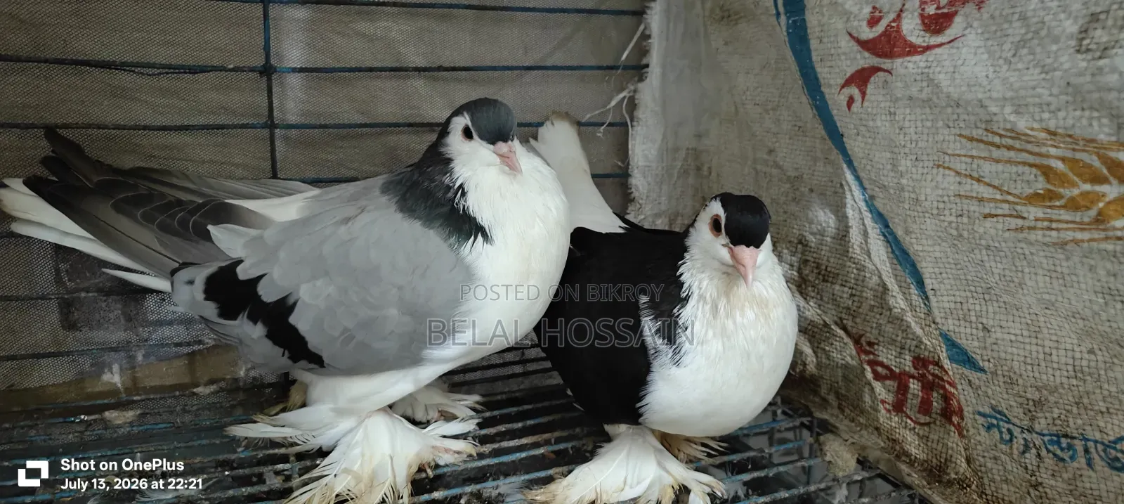 লাহোরি সিরাজী