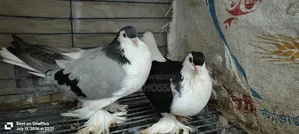 লাহোরি সিরাজী