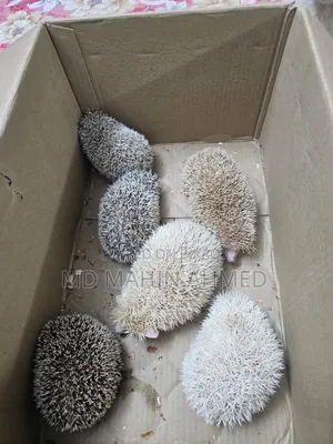 হেজহগ বেবি রানিং পেয়ার