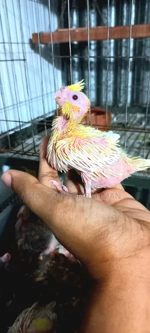 Hand-fed Cockatiel baby.
