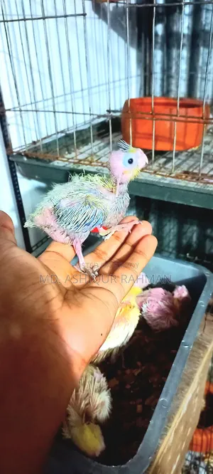 Hand-fed Cockatiel baby.