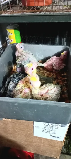 Hand-fed Cockatiel baby.