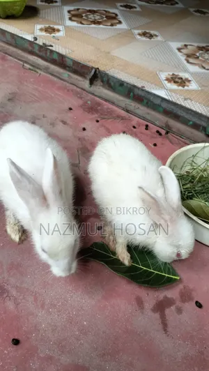 খরগোশ বিক্রির জন্য