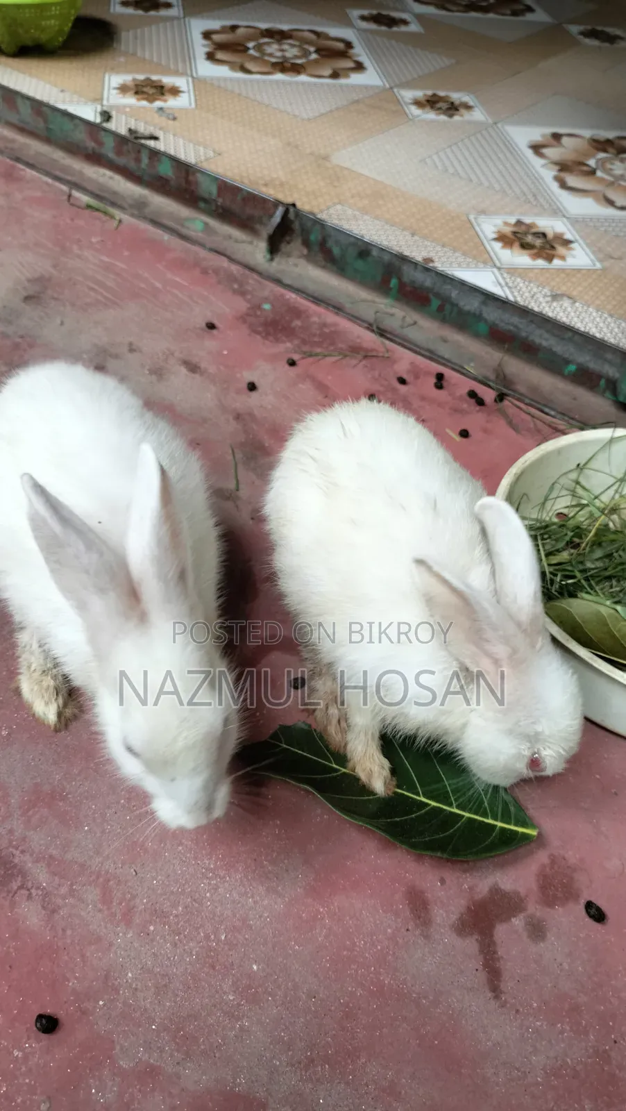 খরগোশ বিক্রির জন্য