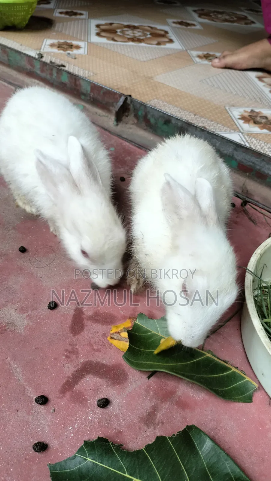 খরগোশ বিক্রির জন্য