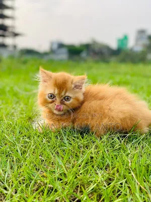 ১-৩ মাসের পুরুষ বিশুদ্ধ পার্সিয়ান বিড়াল