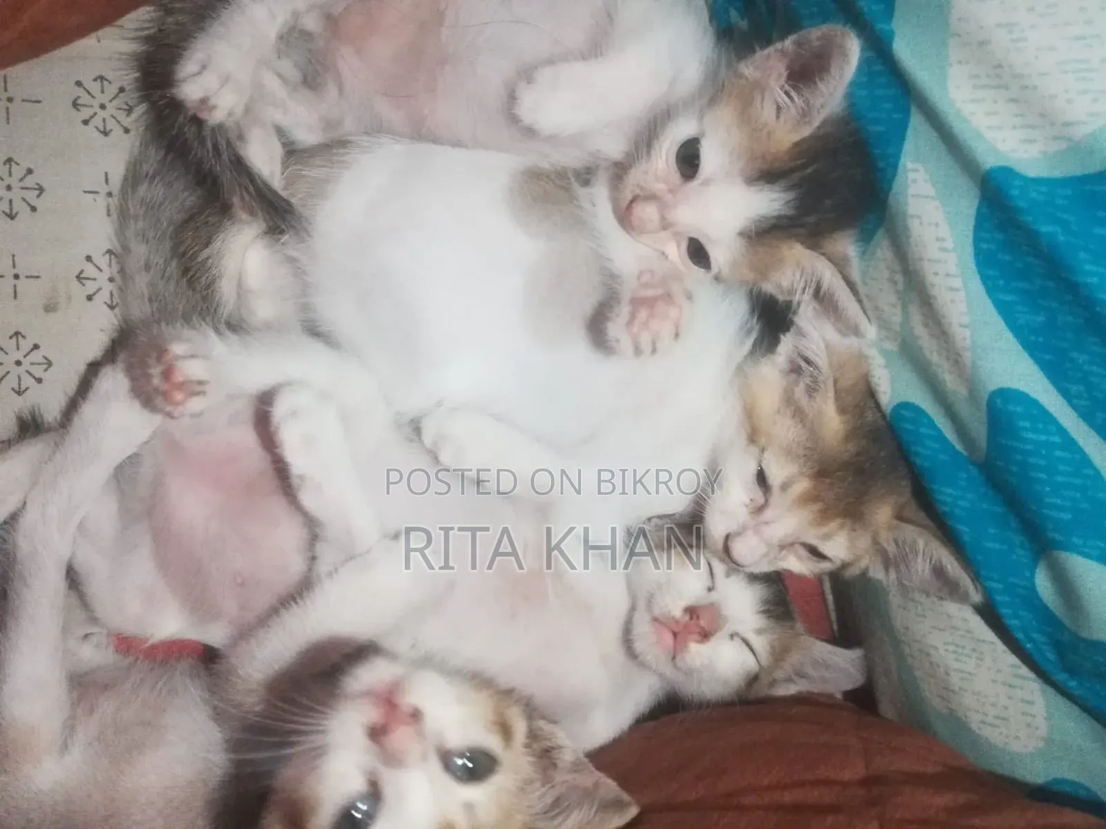 1-3 months Female Purebred Bengal