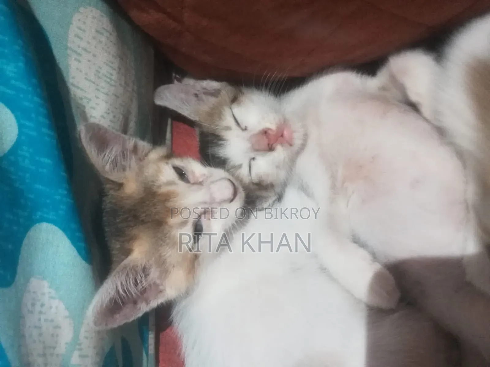 1-3 months Female Purebred Bengal