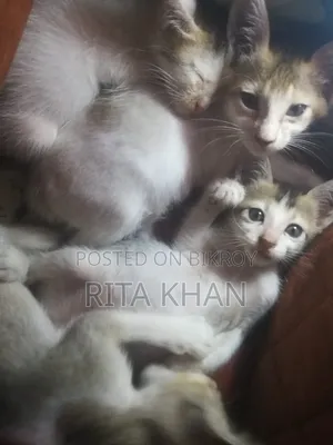 1-3 months Female Purebred Bengal