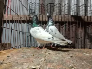খুলনা গল্লামারি