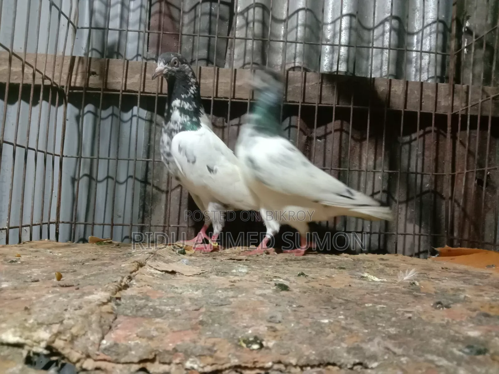 খুলনা গল্লামারি