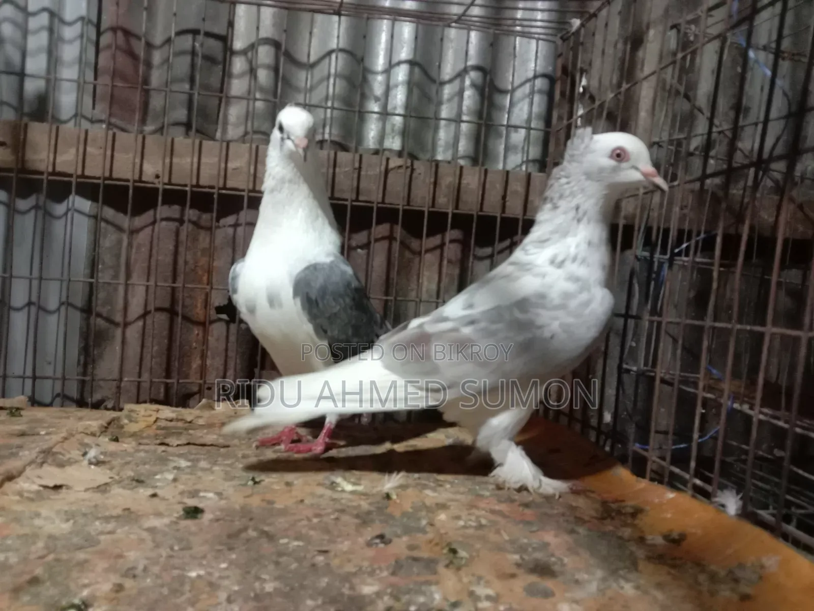 খুলনা গল্লামারি