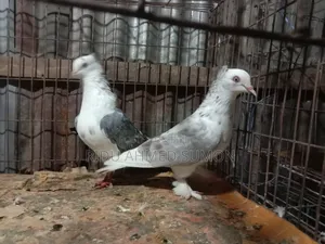 খুলনা গল্লামারি