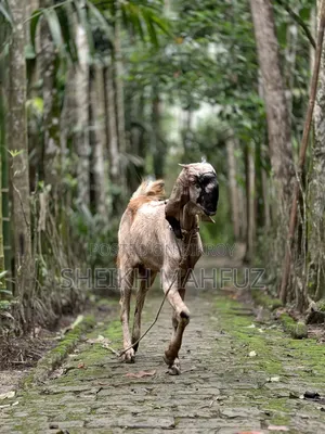 Totapuri Goat Female