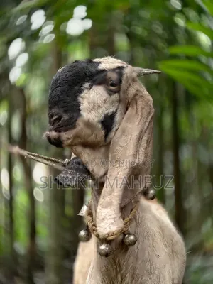 Totapuri Goat Female